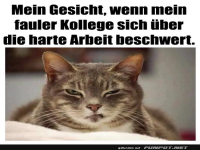 Wenn die Katze den B�rodrama versteht