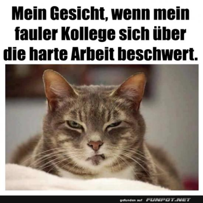 Wenn-die-Katze-den-B&uuml;rodrama-versteht.png von Nele68