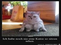 Lustige Katze