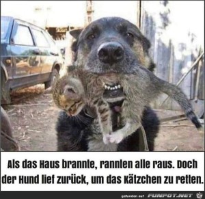 Tiere-sind-die-besseren-Menschen.jpg auf www.funpot.net