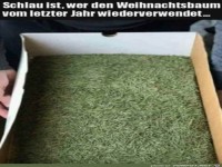 Der Baum vom letzten Jahr