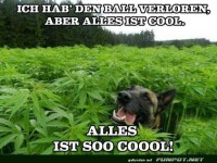 Hund im Feld verliert den Ball, bleibt cool