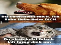 Zuneigungsunterschiede auf Pfotenh�he