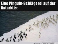 Pinguin-Schl�gerei