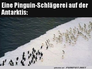 Pinguin-Schl&auml;gerei