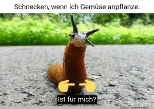 fun-Bild: Schnigel's Gem&uuml;separty!