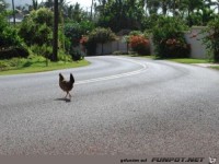 hoffentlich geht das gut