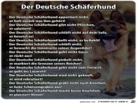 Deutscher Schaeferhund