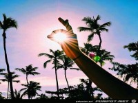 Sonne in den Palmen