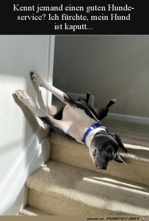Hund-kaputt.jpg auf www.funpot.net