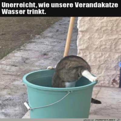 Katze-am-Trinken.jpg von Pina