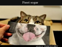 Lustige Kombination aus Katze und Hundelcheln