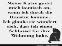 Katzenblick bei der Heimkehr