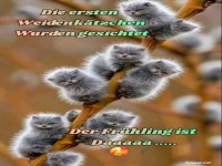 Die ersten Weidek�tzchen