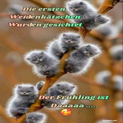 Die-ersten-Weidekätzchen.jpg von Zicke