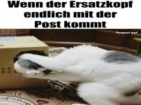 Katzenmeme: Die Lieferung ist da!