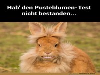 Lustiges Kaninchen mit lustigem Gesichtsausdruck