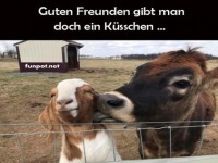 Wenn die Kuh zum Ksschen ldt!