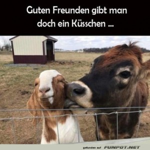 Wenn-die-Kuh-zum-Küsschen-lädt!.jpg von Benno-2011