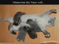 Katzenchaos: Ein typischer Montagmorgen