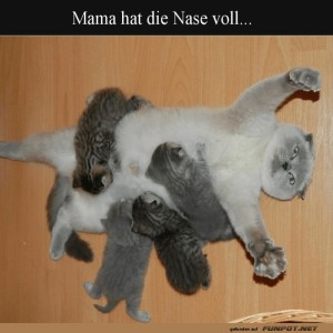 Katzenchaos:-Ein-typischer-Montagmorgen.jpg von Felia-1998