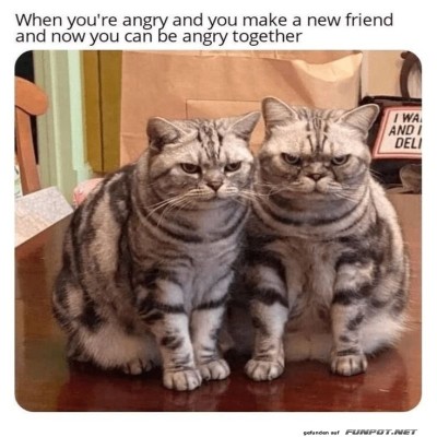 Zwei-m&uuml;rrische-Katzen,-doppelte-Freundschaft.jpg von Mareike-21