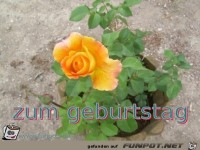 zum geburtstag