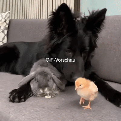 Freunde.gif von Liz
