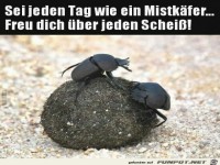 Sei jeden Tag wie ein Mistkfer...