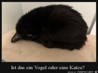 Katze oder Vogel?