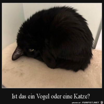 Katze-oder-Vogel?.jpg von Ole