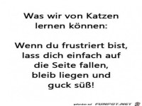 Was wir von Katzen lernen k�nnen