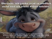 Niedlicher Esel mit s��em Blick