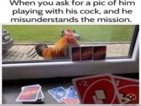 Missverstndnis mit Huhn und UNO-Karten