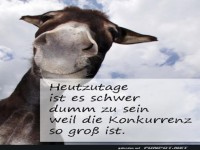 Esel und die schwere Konkurrenz