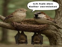Die V�gel mit dem Keller-Geheimnis