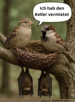 Die-Vgel-mit-dem-Keller-Geheimnis.jpg auf www.funpot.net