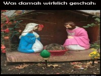 Katzenfest im Stall von Bethlehem!