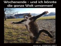 Katzenfreude am Wochenende