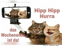 Selfie-Katzen sind bereit f�rs Wochenende!