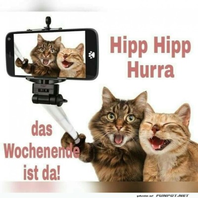 Selfie-Katzen-sind-bereit-f&uuml;rs-Wochenende!.jpg von Erwin32
