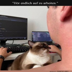 fun-Bild: Chefkatze gibt neue Arbeitsanweisungen!
