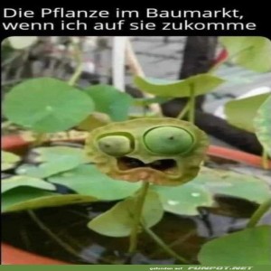 fun-Bild: Wenn Pflanzen in Panik geraten