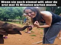 Wenn Elefanten Geduld lernen