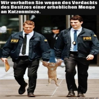 Zu-viel-Katzenminze.jpg von Luis
