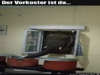 Der Vorkoster ist am Start