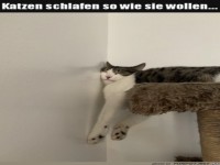 Katzen schlafen �berall