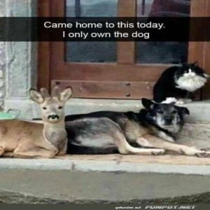 Surprising-animal-gathering-on-my-porch.jpg von Mike03