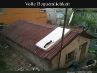 Katze auf Matratze auf dem Dach