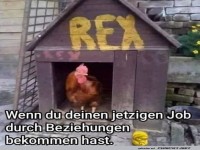 Wenn der Hahn ein Wachhund wird